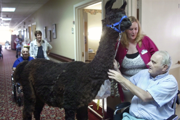 A Llama Visits a Nursing Home