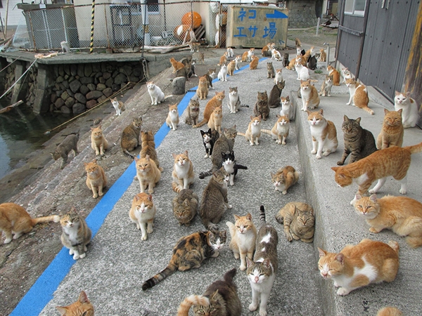 An Island of Cats