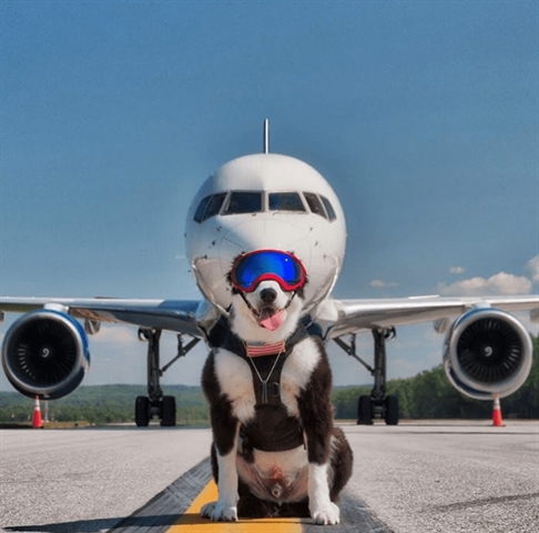 A Dog Protects Planes from Birds