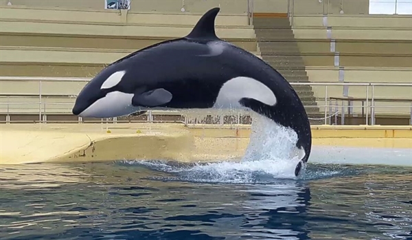An Orca That Can Speak?
