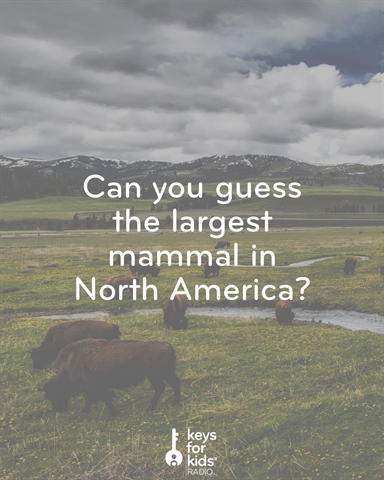 The LARGEST Mammal in North America