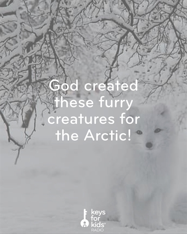 Arctic Foxes: God's Sub-Zero Survivalists!