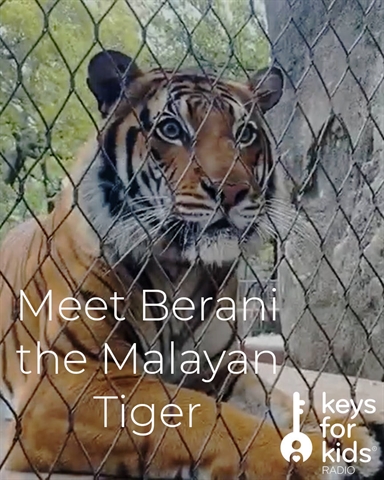 Meet Berani the Malayan Tiger!
