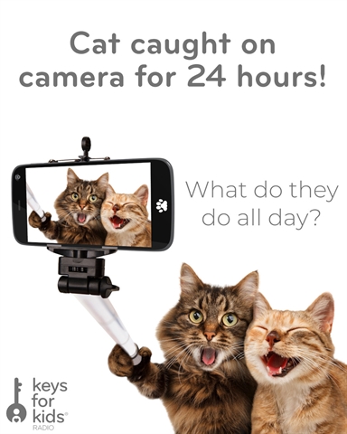 Cat Cam 24 Hours: What do cats do all day?