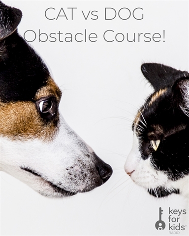 Pet Obstacle Course: CAT vs DOG
