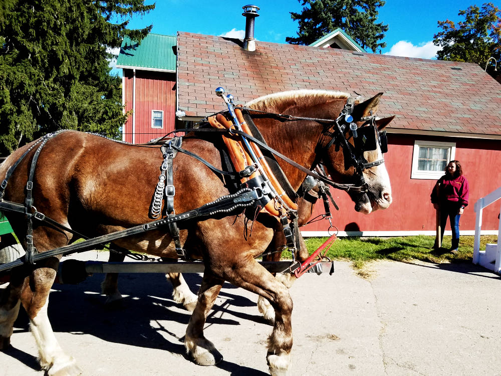 Hayrack ride horses at Robinette's