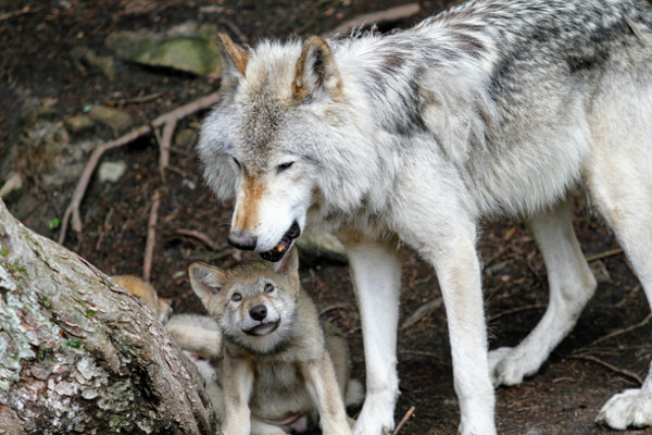 A grey wolf mother with her pup