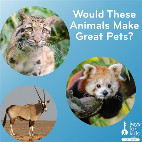 Would These Cute Animals Make Good Pets?