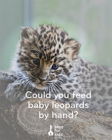 How to Feed Baby Leopard Cubs <3