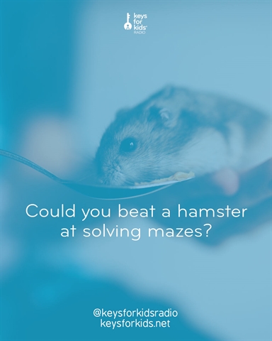 Are HAMSTERS smarter than HUMANS?