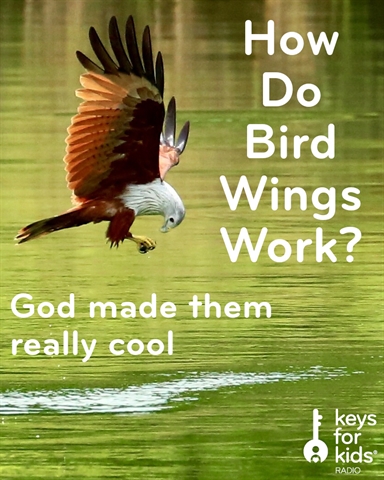 How do Bird Wings Work? (It's Cool!)
