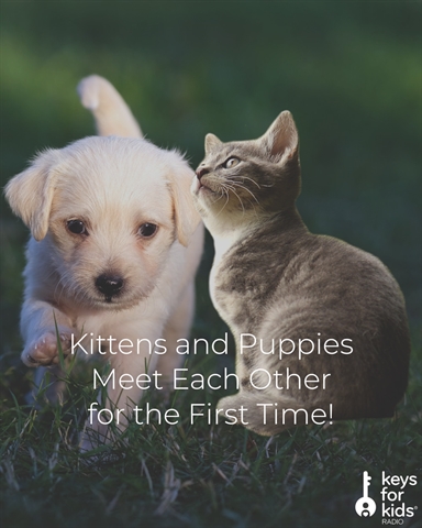 Keys for Kids Radio - 24/7 Streaming Music and Audio Drama for Kids! -  Puppies and Kittens Meet for the First Time!
