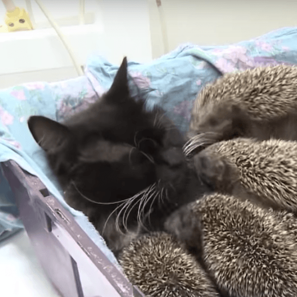 Momma Cat Adopts EIGHT Hedgehog Babies!