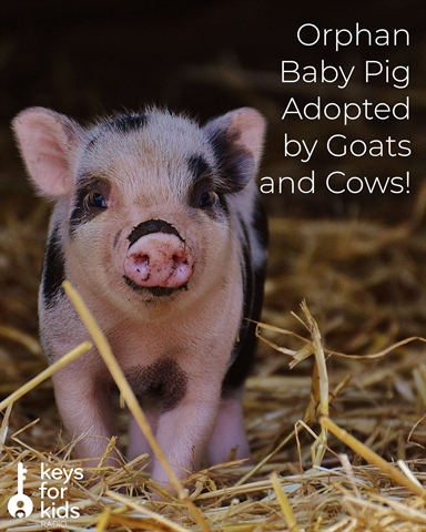 Orphan Baby Pig Adopted by Goats and Cows!