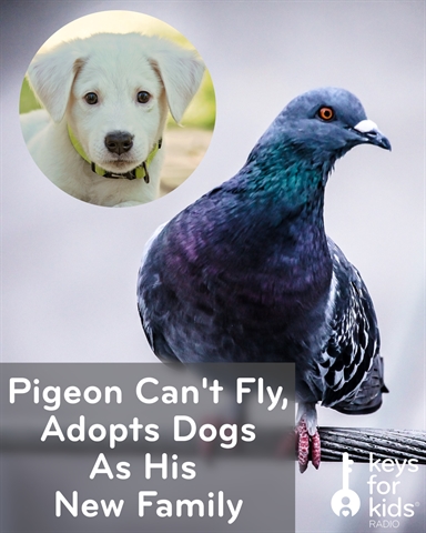 Pigeon Adopts Dogs as His New Family