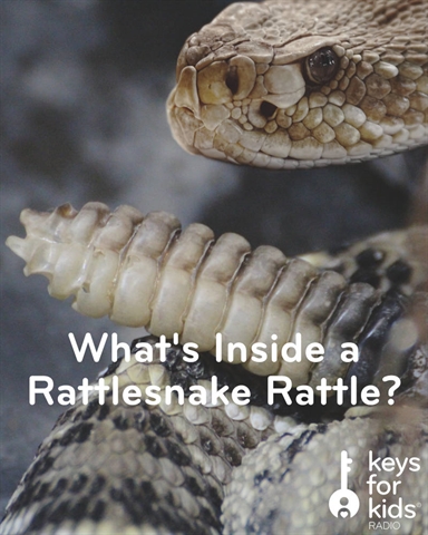 WHAT'S INSIDE a Rattlesnake Rattle!