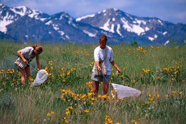Two women catch butterflies with nets in a mountain field