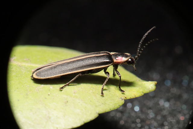 A close-up of a lightning bug sitting on a leaf