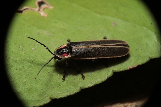 A close-up of a lightning bug sitting on a leaf