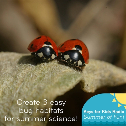 Make Some Bug Habitats!