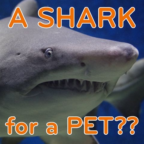 A SHARK for a PET?