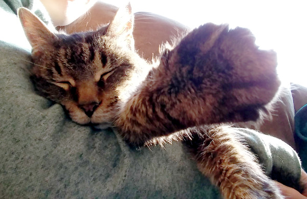 A cat sleeping on the couch in the sun