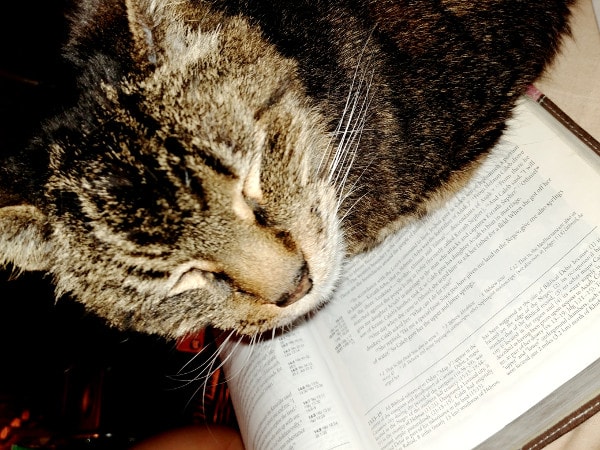 A cat sleeping on a Bible at night