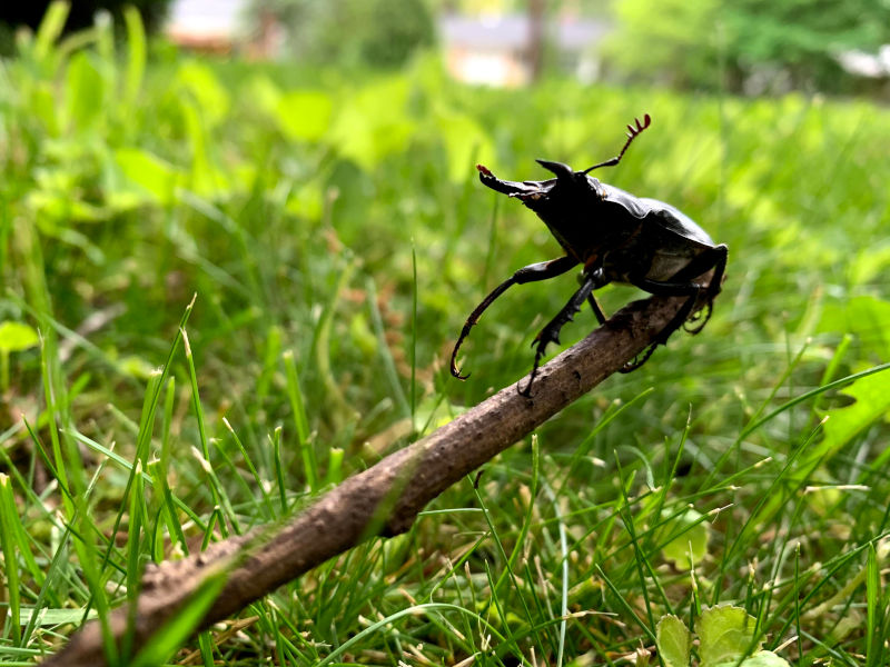 A large beetle is held up on a stick against green grass A large beetle is held up on a stick against green grass