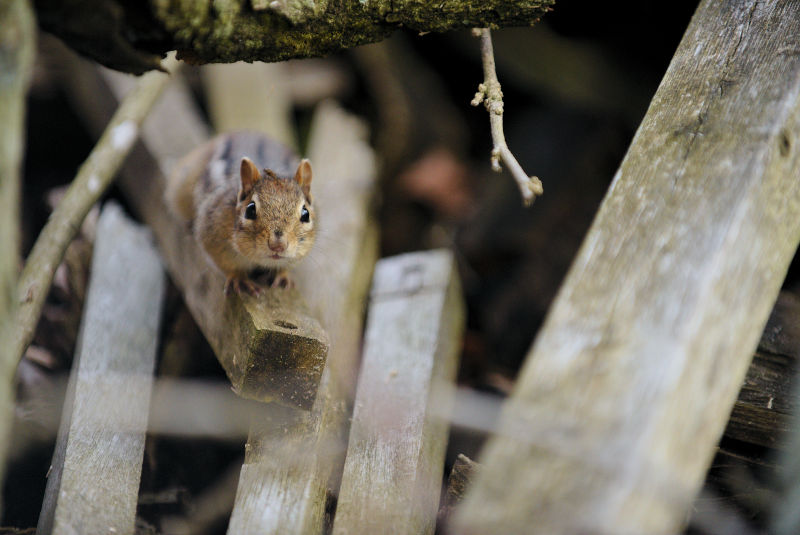 A nervous chipmunk watches the viewer from a woodpile