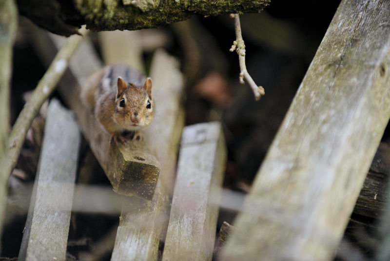 A nervous chipmunk watches the viewer from a woodpile A nervous chipmunk watches the viewer from a woodpile