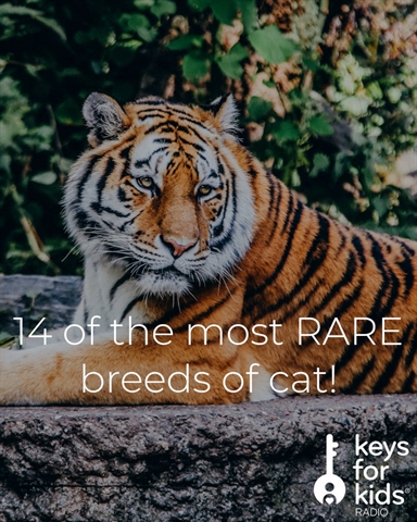 14 Most RARE Cats in the WORLD!