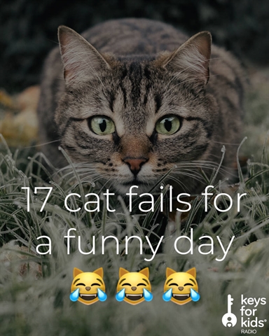 Cats Are Funny, Just Watch This…