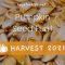 Pumpkin Seed Fun – Harvest Week!