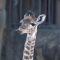 Meet the New Baby Giraffe Named Mara