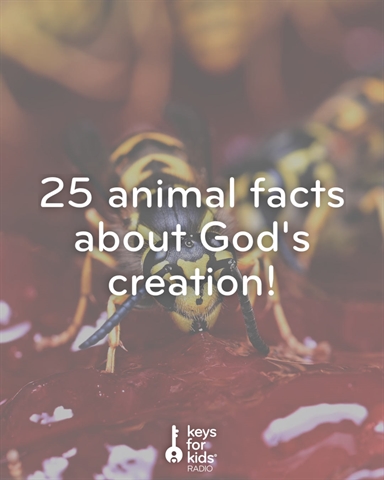 25 Fast Facts about God's Amazing Animals