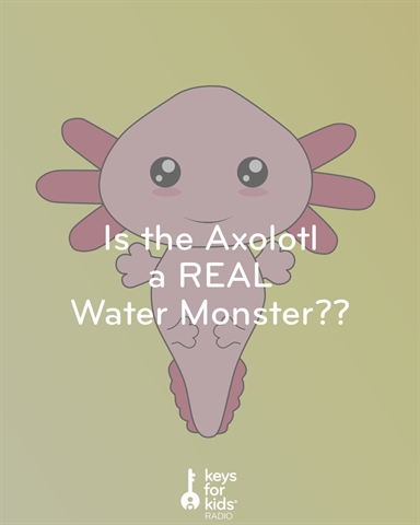 The Axolotl: A Weird and Wonderful Salamander