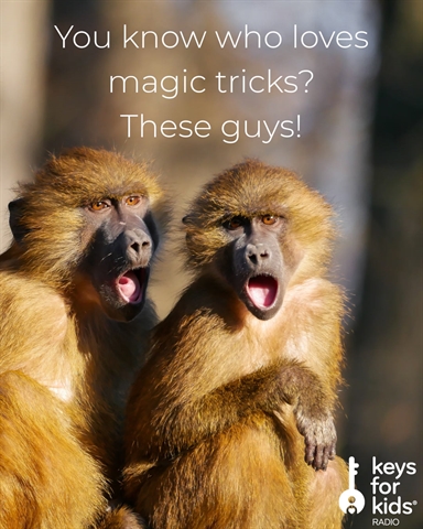Baboons LOVE Magic Tricks!