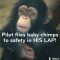 Pilot Flies Baby Chimps to Safety – in his LAP!