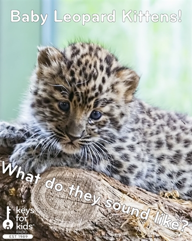 Baby Leopard Kittens: What do they SOUND like?