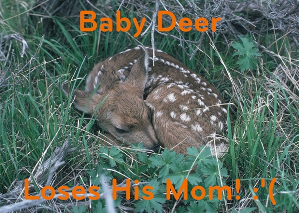 Baby Deer Loses His Momma :(