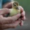 Baby Duckling Runs Away From Home – Does He Come Back?