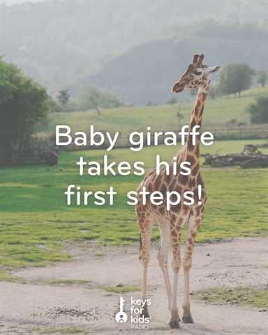 Baby Giraffes SO CUTE