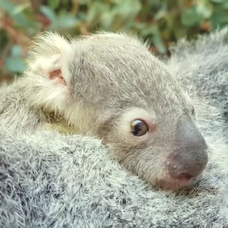 Australia Zoo Gets a Baby Koala