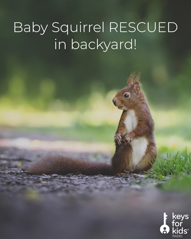Baby Squirrel RESCUED in backyard!