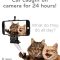 Cat Cam 24 Hours: What do cats do all day?