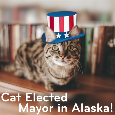 This CAT Elected MAYOR