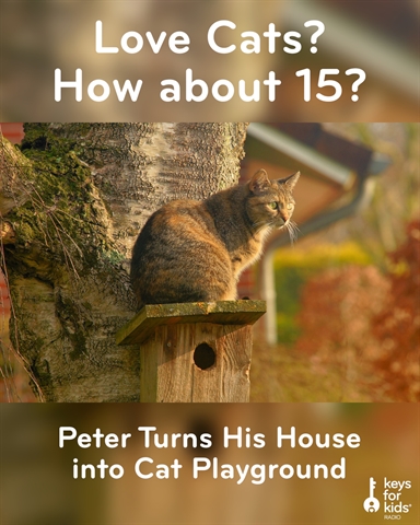 Cat Playhouse: 15 Cats and 22 Litter Boxes!