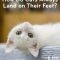 How Do Cats Always Land on Their Feet?