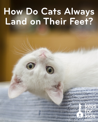 How Do Cats Always Land on Their Feet?