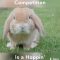 The Cutest Bunny Competition EVER